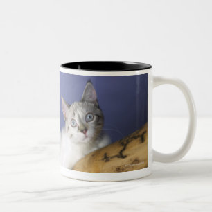 USA, Iowa, Porträt des jungen Kätzchens Zweifarbige Tasse