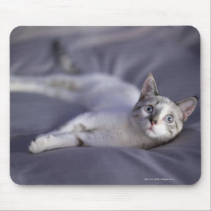 USA, Iowa, Porträt jungen Kätzchens 2 Mousepad