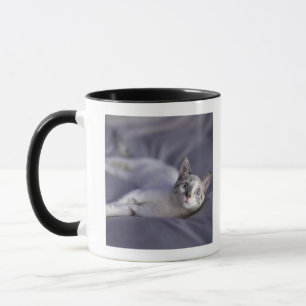 USA, Iowa, Porträt jungen Kätzchens 2 Tasse