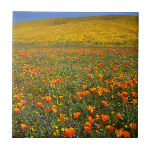USA, Kalifornien, Antelope Valley Kalifornien Fliese