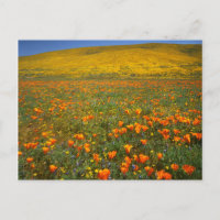 USA, Kalifornien, Antelope Valley Kalifornien