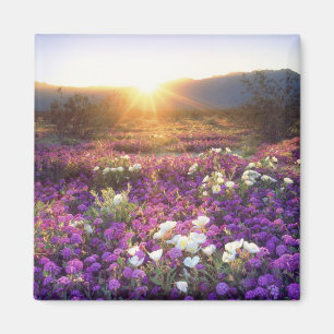 USA, Kalifornien, Anza-Borrego Desert Staat Park.  Magnet