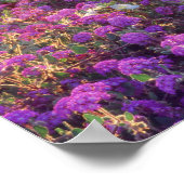 USA, Kalifornien, Anza-Borrego Desert Staat Park. Poster (Ecke)