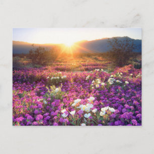 USA, Kalifornien, Anza-Borrego Desert Staat Park. Postkarte
