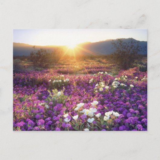 USA, Kalifornien, Anza-Borrego Desert Staat Park.  Postkarte (Vorderseite)