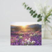 USA, Kalifornien, Anza-Borrego Desert Staat Park.  Postkarte (Stehend Vorderseite)