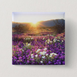 USA, Kalifornien, Anza-Borrego Desert State Park.  Button