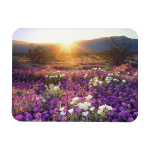 USA, Kalifornien, Anza-Borrego Desert State Park.  Magnet