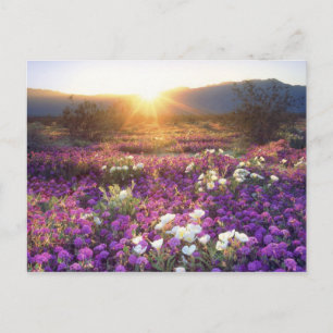 USA, Kalifornien, Anza-Borrego Desert State Park. Postkarte