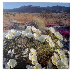 USA, Kalifornien, Anza-Borrego DSP. Dünen-Abend 2 Fliese