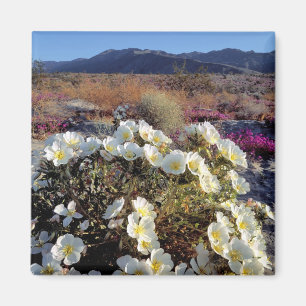 USA, Kalifornien, Anza-Borrego DSP. Dünen-Nacht 2 Magnet