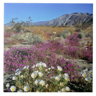 USA, Kalifornien, Anza-Borrego DSP. Dünenabend Fliese