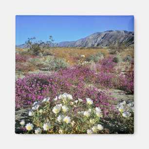 USA, Kalifornien, Anza-Borrego DSP. Dünenabend Magnet
