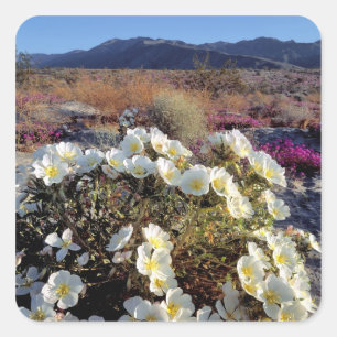 USA, Kalifornien, Anza-Borrego DSP. Dünndarm 2 Quadratischer Aufkleber