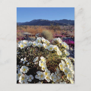 USA, Kalifornien, Anza-Borrego DSP. Dünner Abend 2 Postkarte