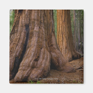 USA, Kalifornien, Baum des riesigen Mammutbaums Magnet
