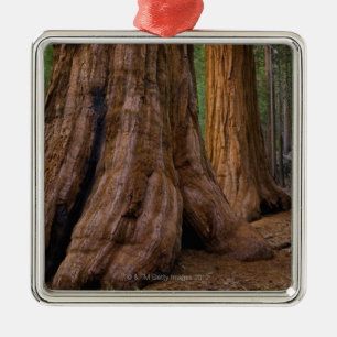 USA, Kalifornien, Baum des riesigen Mammutbaums Ornament Aus Metall