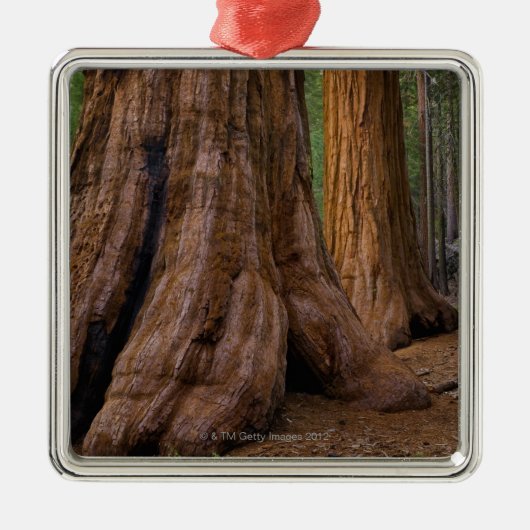 USA, Kalifornien, Baum des riesigen Mammutbaums Ornament Aus Metall (Vorne)