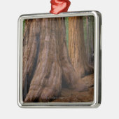 USA, Kalifornien, Baum des riesigen Mammutbaums Ornament Aus Metall (Links)