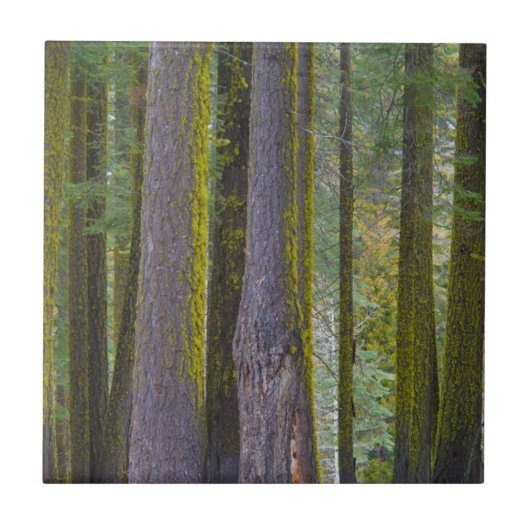 USA, Kalifornien. Baumstämme mit Moosbedeckung Fliese (Vorderseite)