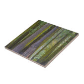 USA, Kalifornien. Baumstämme mit Moosbedeckung Fliese (Seite)