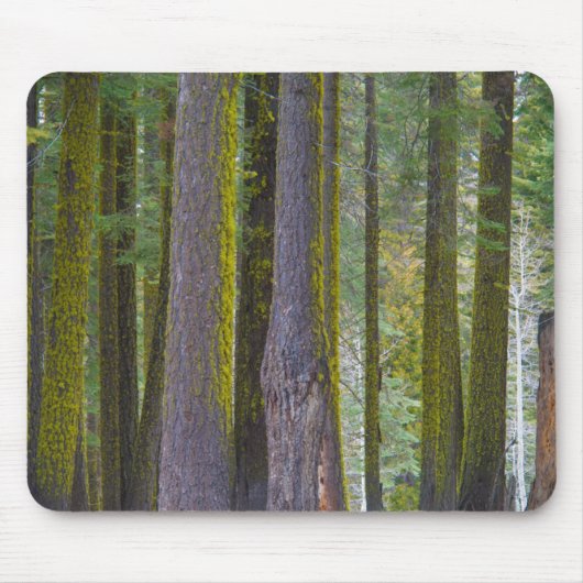 USA, Kalifornien. Baumstämme mit Moosbedeckung Mousepad (Vorne)