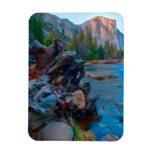 USA, Kalifornien. Baumwurzeln im Merced River Magnet
