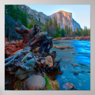 USA, Kalifornien. Baumwurzeln im Merced River Poster
