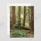 USA, Kalifornien, Big Sur, Postkarte (Vorne/Hinten)