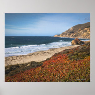 USA, Kalifornien, Big Sur, Rote Pflanze am Strand Poster