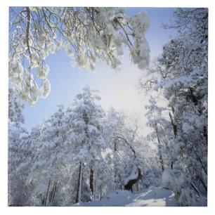 USA, Kalifornien, Cleveland National Forest, Fliese