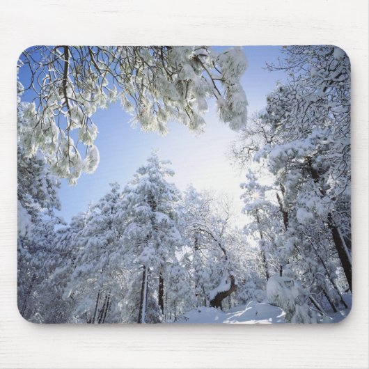 USA, Kalifornien, Cleveland National Forest, Mousepad (Vorne)