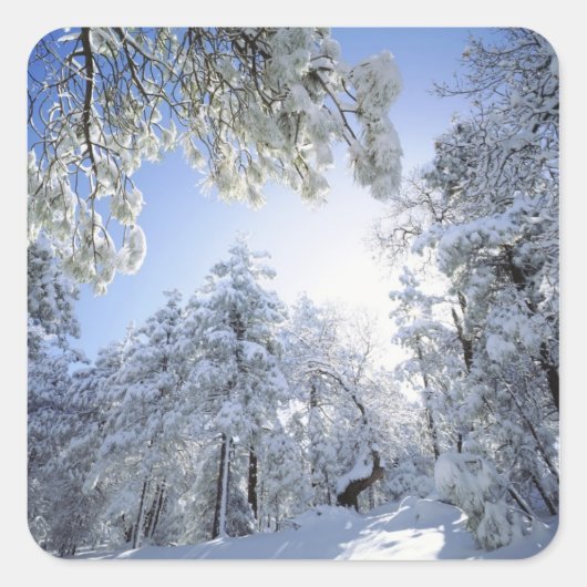 USA, Kalifornien, Cleveland National Forest, Quadratischer Aufkleber (Vorderseite)