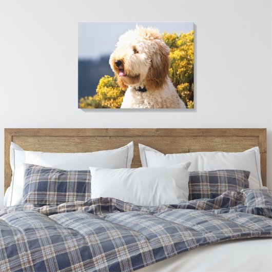 USA, Kalifornien. Darstellung von Labradoodle 3 Leinwanddruck (Insitu (Schlafzimmer))