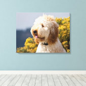 USA, Kalifornien. Darstellung von Labradoodle 3 Leinwanddruck (Insitu (Holzboden))