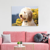 USA, Kalifornien. Darstellung von Labradoodle 3 Leinwanddruck (Insitu (Wohnzimmer))