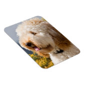 USA, Kalifornien. Darstellung von Labradoodle 3 Magnet (Rechte Seite)