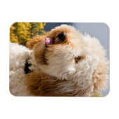 USA, Kalifornien. Darstellung von Labradoodle 3 Magnet (Horizontal)