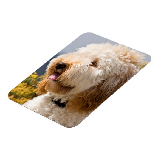USA, Kalifornien. Darstellung von Labradoodle 3 Magnet (Linke Seite)