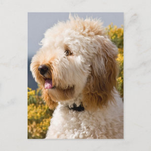 USA, Kalifornien. Darstellung von Labradoodle 3 Postkarte