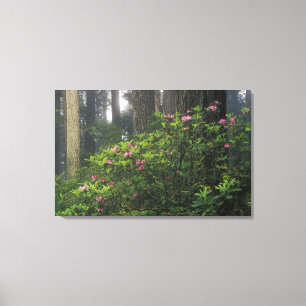 USA, Kalifornien, Del Norte, Redwoods St. Park, Leinwanddruck
