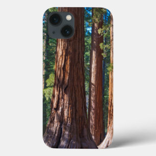 USA, Kalifornien. Holzbaumstämme, Mariposa iPhone 13 Hülle