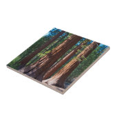 USA, Kalifornien. Holzbaumstämme, Mariposa Fliese (Seite)