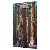 USA, Kalifornien. Holzbaumstämme, Mariposa Klemmbrett (Links)