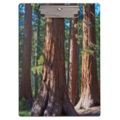 USA, Kalifornien. Holzbaumstämme, Mariposa Klemmbrett (Vorderseite)