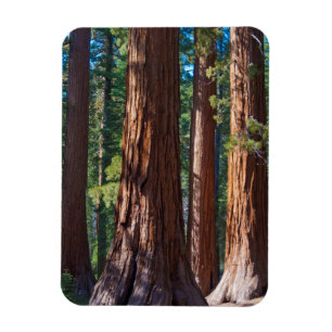 USA, Kalifornien. Holzbaumstämme, Mariposa Magnet