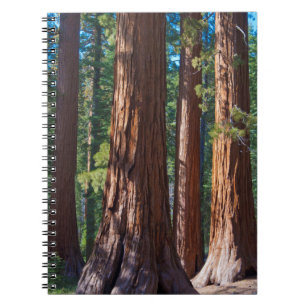 USA, Kalifornien. Holzbaumstämme, Mariposa Notizblock