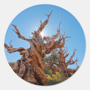 USA, Kalifornien, Inyo National Forest 10 Runder Aufkleber