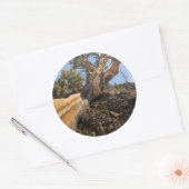 USA, Kalifornien, Inyo National Forest 12 Runder Aufkleber (Umschlag)