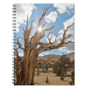 USA, Kalifornien, Inyo National Forest 6 Notizblock
